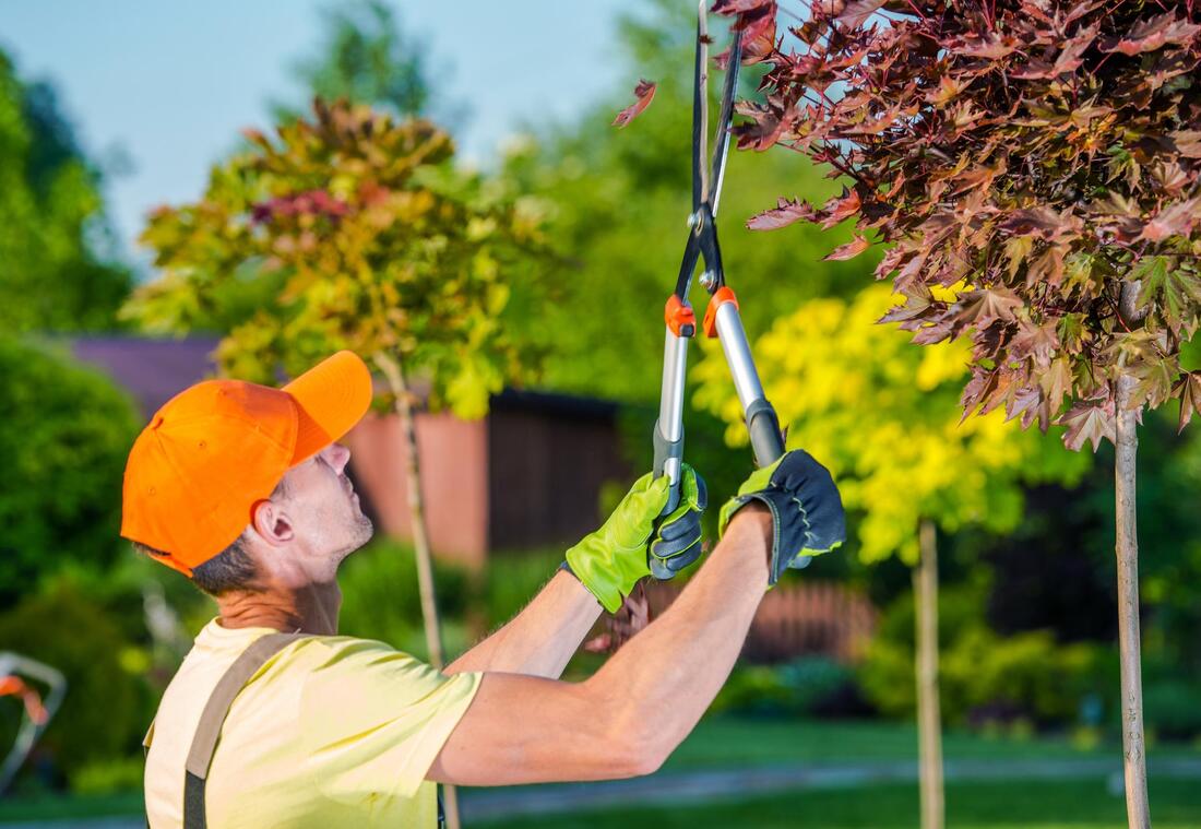 excellent professional tree care 