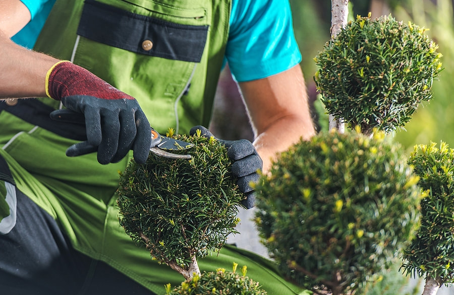 affordable, reliable tree care service