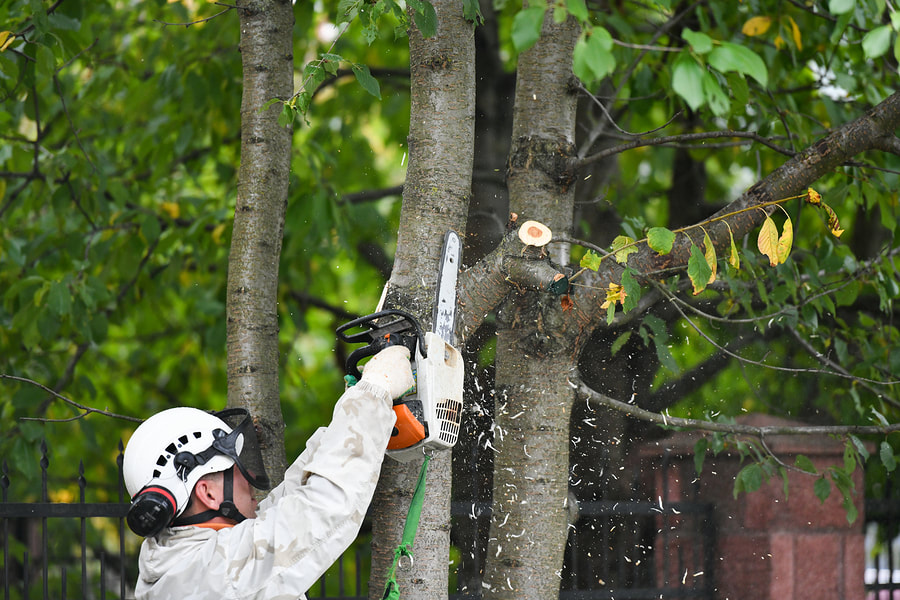 best tree trimming and cutting service